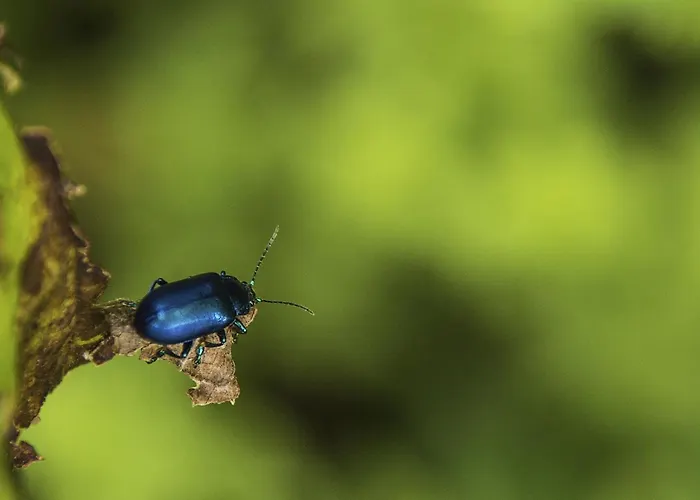Rifugio 2000 Hostel *